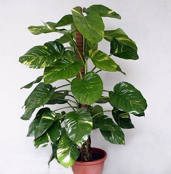 Indoor Plants - To Improve Indoor Air Quality - Perfect Pollucon Services